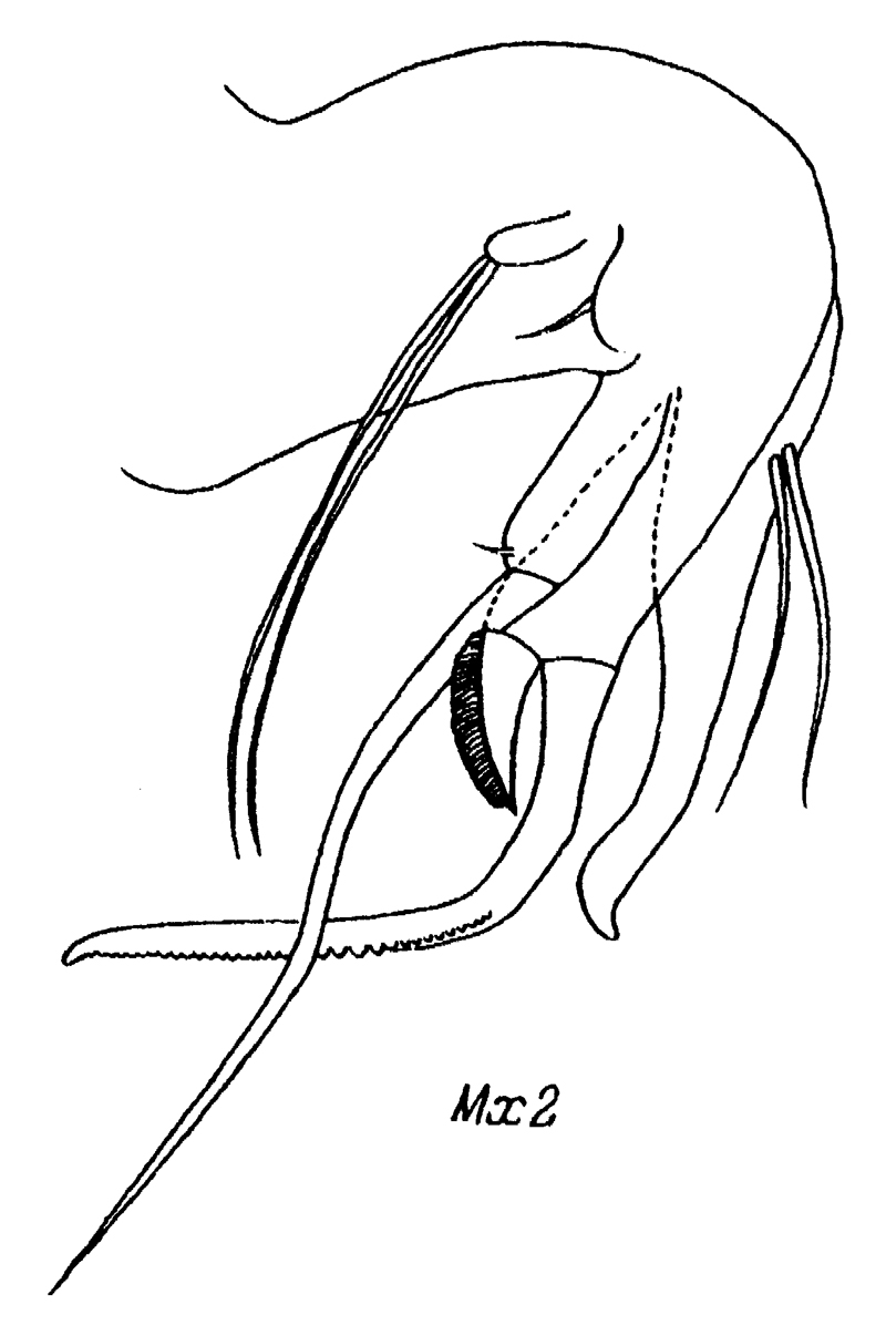 Species Chiridiella sarsi - Plate 3 of morphological figures