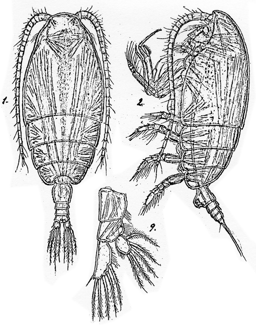 Espèce Chiridiella macrodactyla - Planche 6 de figures morphologiques