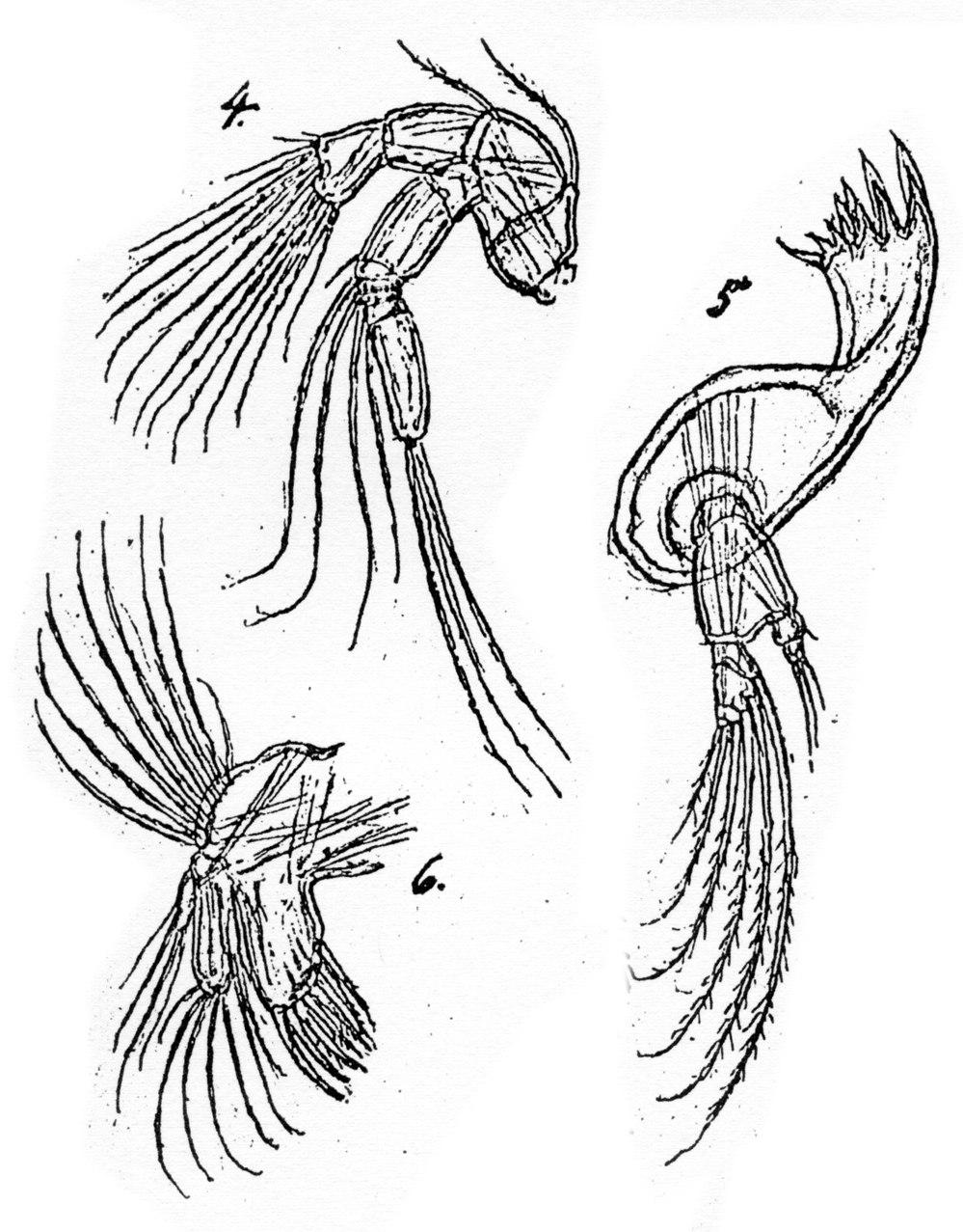 Espèce Chiridiella macrodactyla - Planche 8 de figures morphologiques