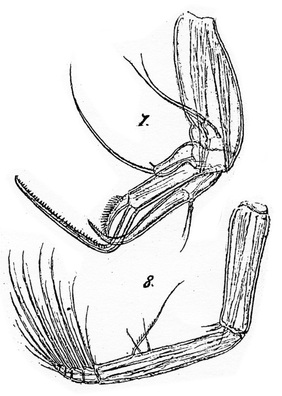 Espèce Chiridiella macrodactyla - Planche 9 de figures morphologiques