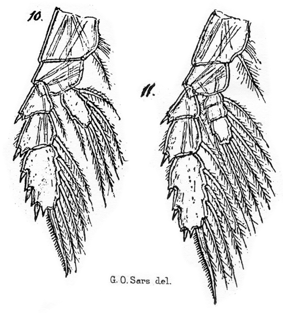 Espèce Chiridiella macrodactyla - Planche 10 de figures morphologiques