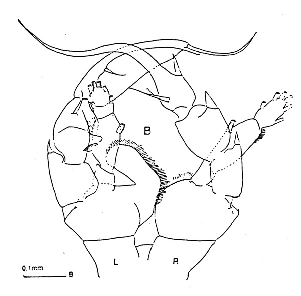 Espèce Heterorhabdus pustulifer - Planche 5 de figures morphologiques