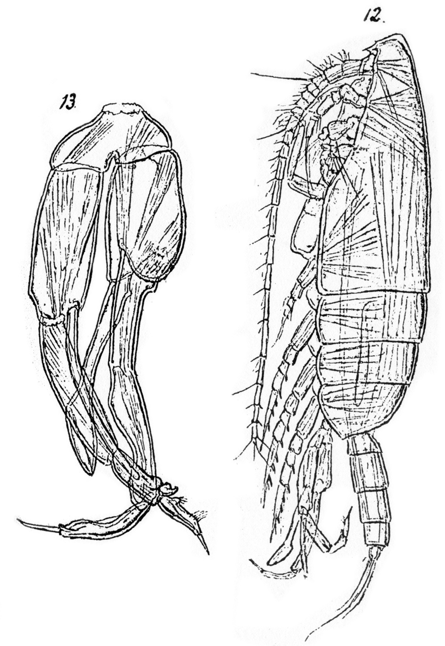 Species Chirundina streetsii - Plate 28 of morphological figures