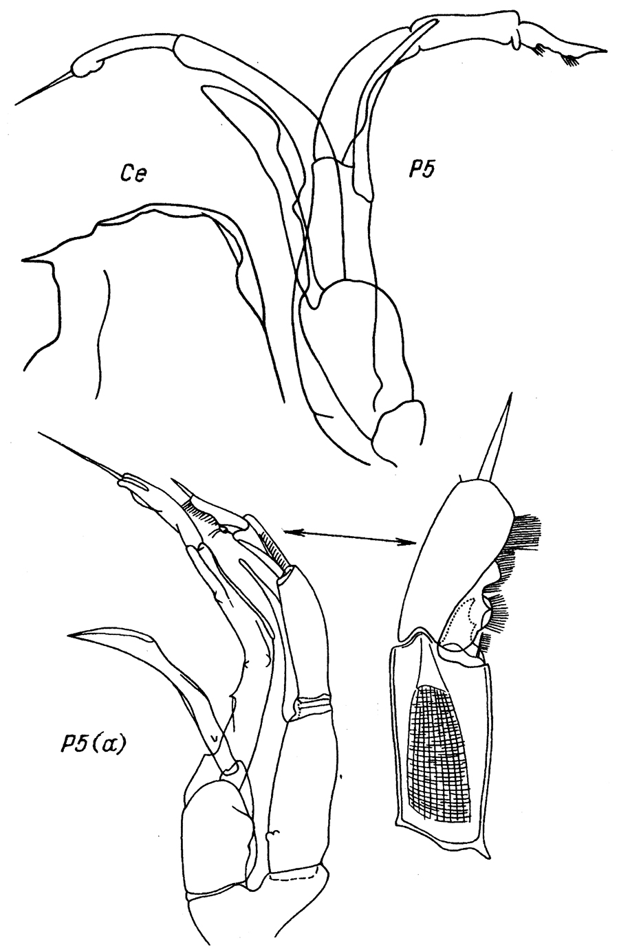 Species Chirundina streetsii - Plate 29 of morphological figures