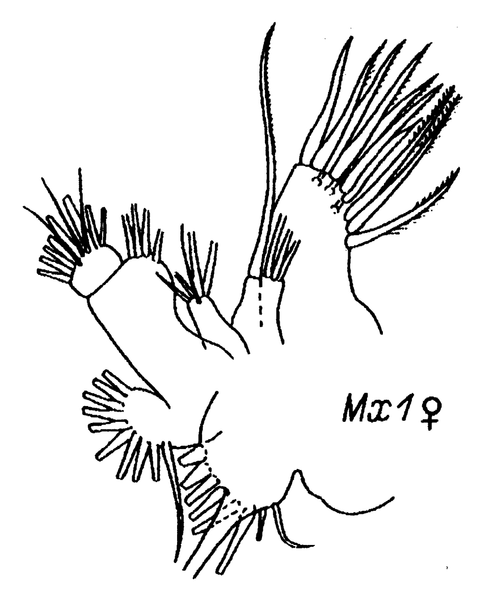 Espce Chirundinella magna - Planche 16 de figures morphologiques