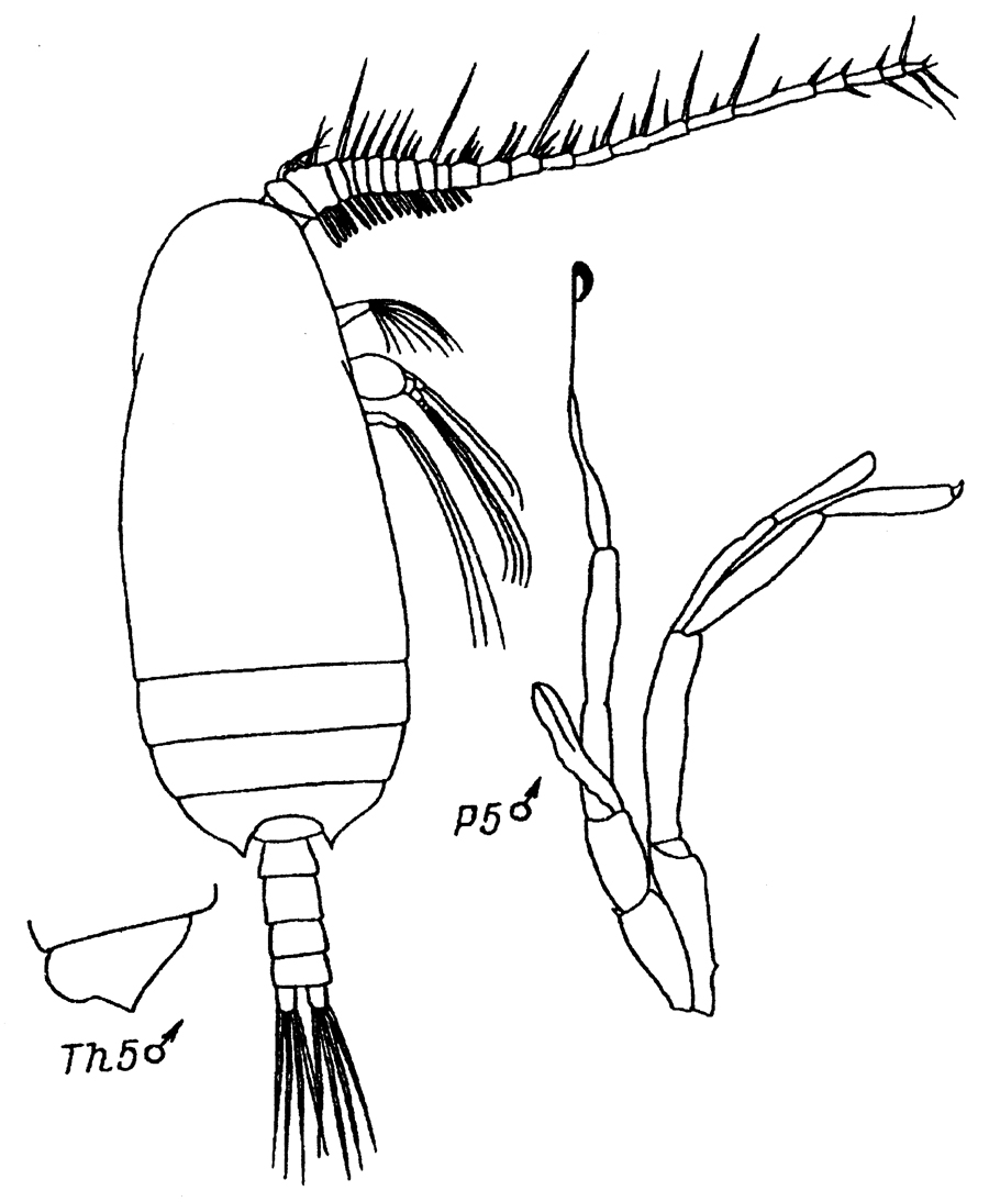 Species Comantenna brevicornis - Plate 6 of morphological figures