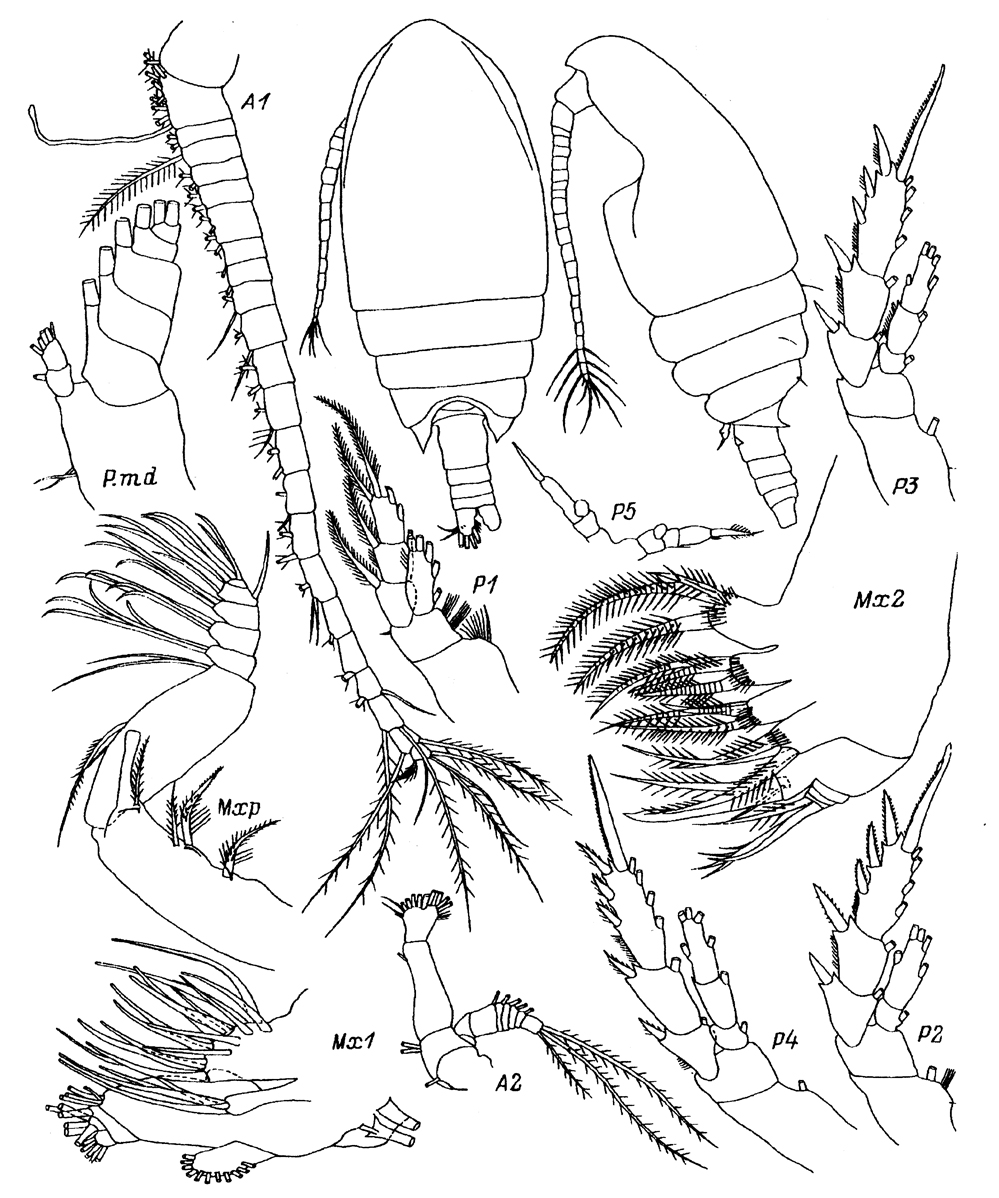 Espce Comantenna recurvata - Planche 5 de figures morphologiques