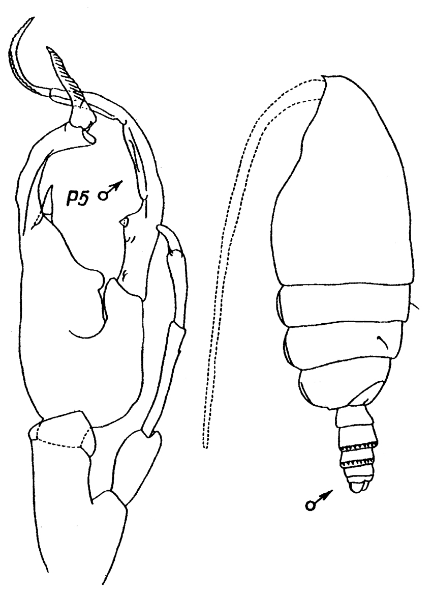 Species Euchirella amoena - Plate 20 of morphological figures