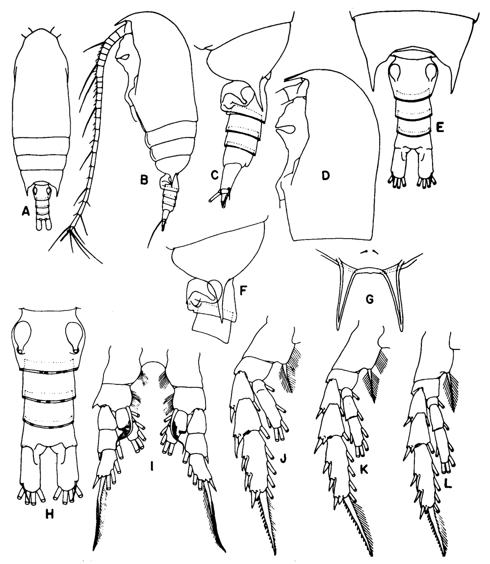 Species Aetideus mexicanus - Plate 5 of morphological figures