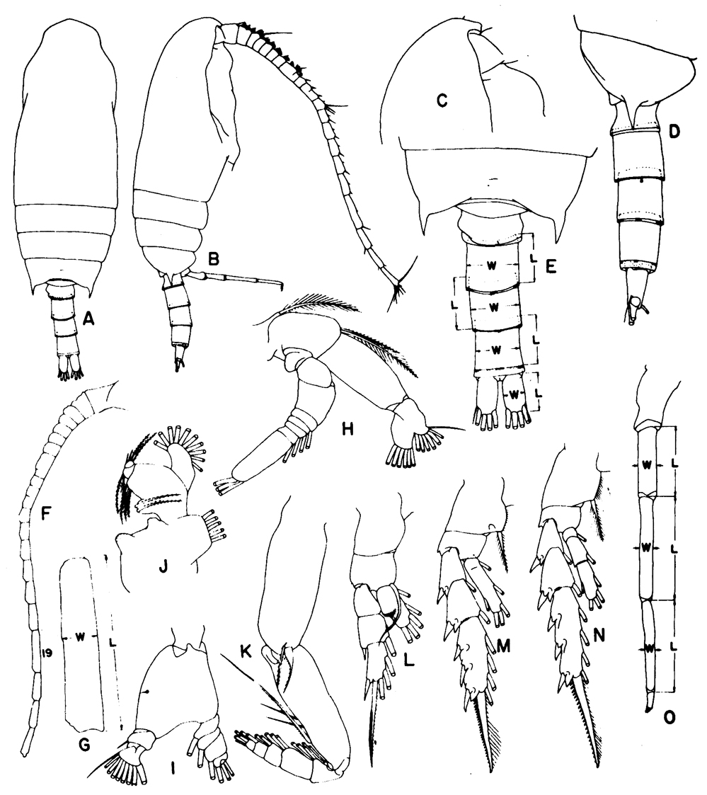 Species Aetideus mexicanus - Plate 6 of morphological figures