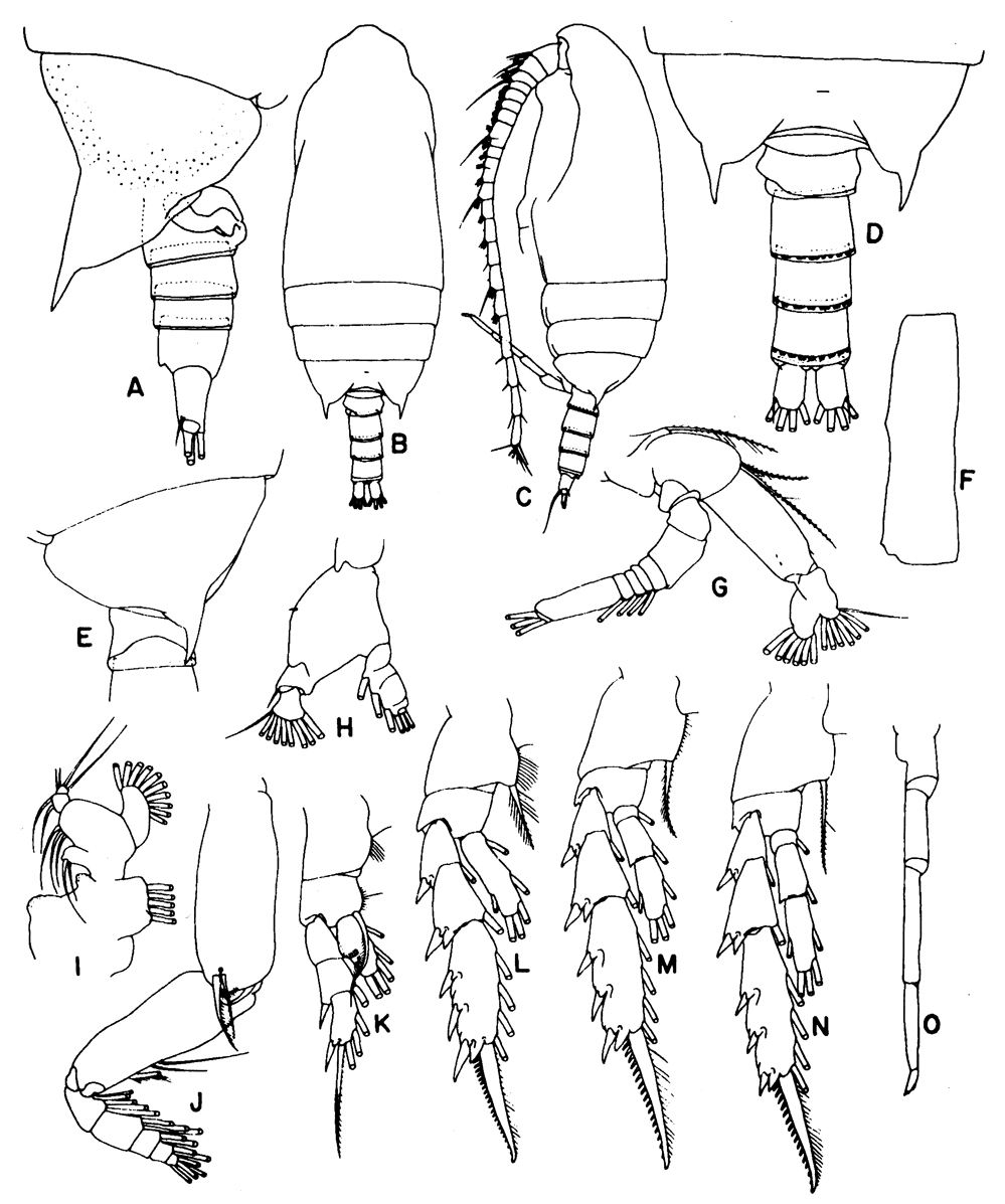 Species Aetideus acutus - Plate 23 of morphological figures