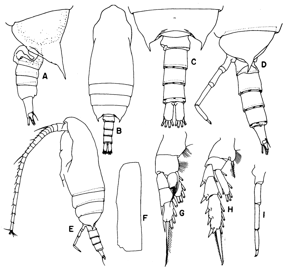 Species Aetideus giesbrechti - Plate 30 of morphological figures