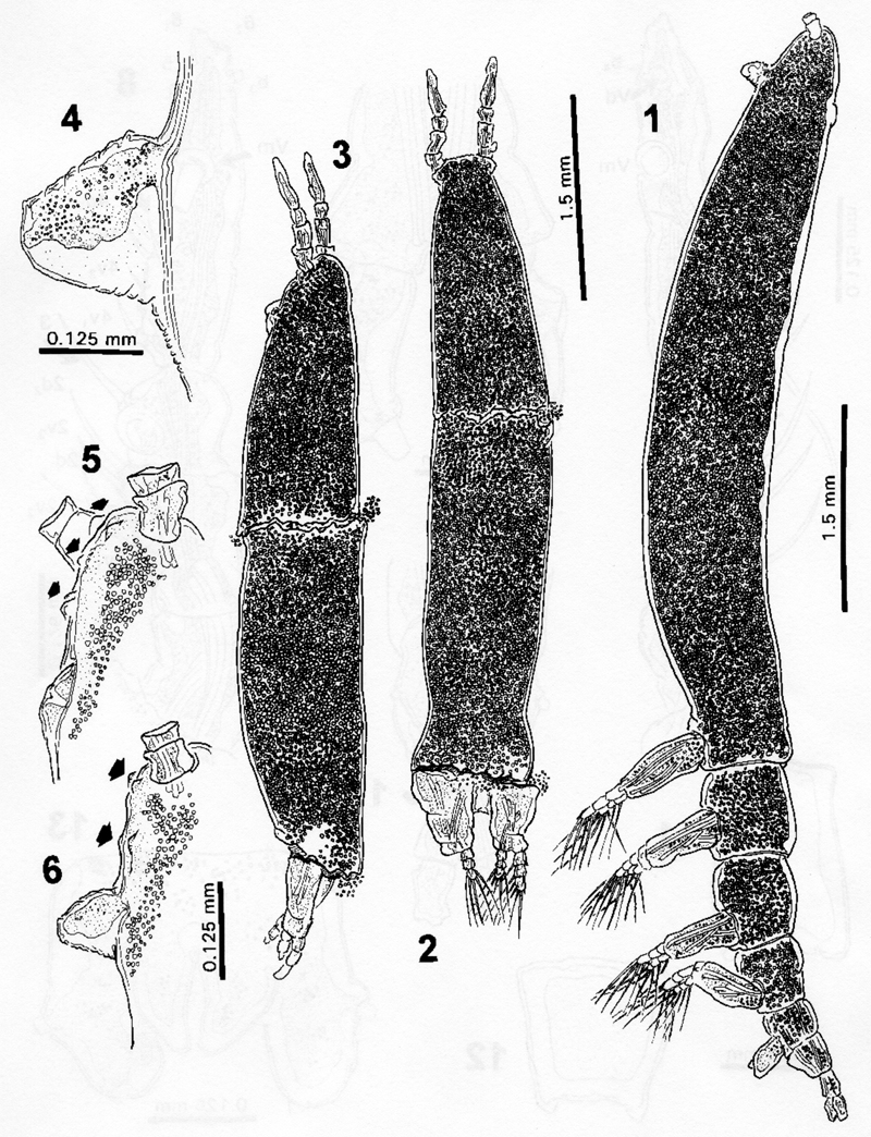 Espce Cymbasoma gigas - Planche 2 de figures morphologiques