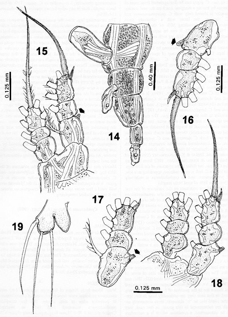 Species Cymbasoma gigas - Plate 4 of morphological figures