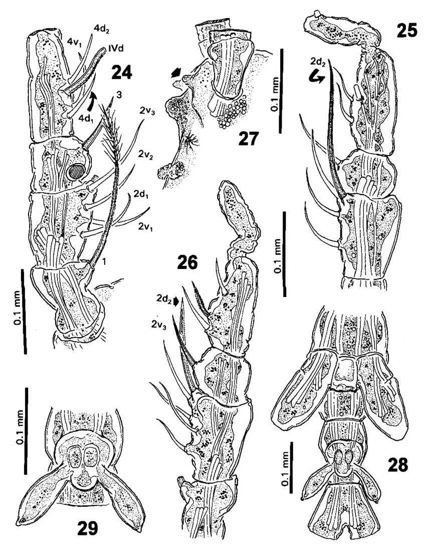 Species Cymbasoma bullatum - Plate 3 of morphological figures