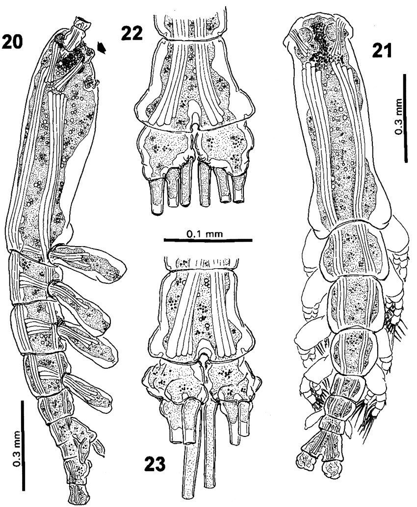 Espce Cymbasoma bullatum - Planche 2 de figures morphologiques
