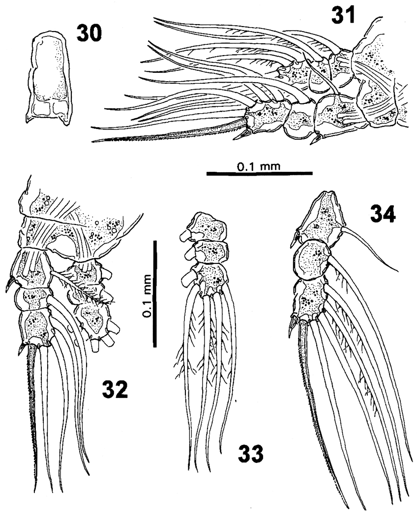 Species Cymbasoma bullatum - Plate 4 of morphological figures