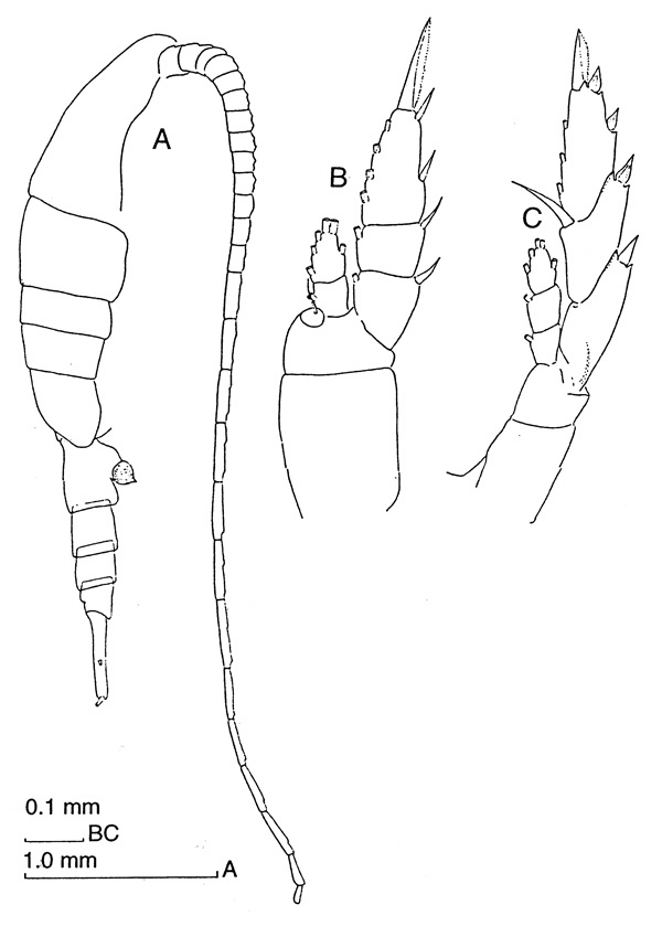 Espèce Lucicutia macrocera - Planche 2 de figures morphologiques