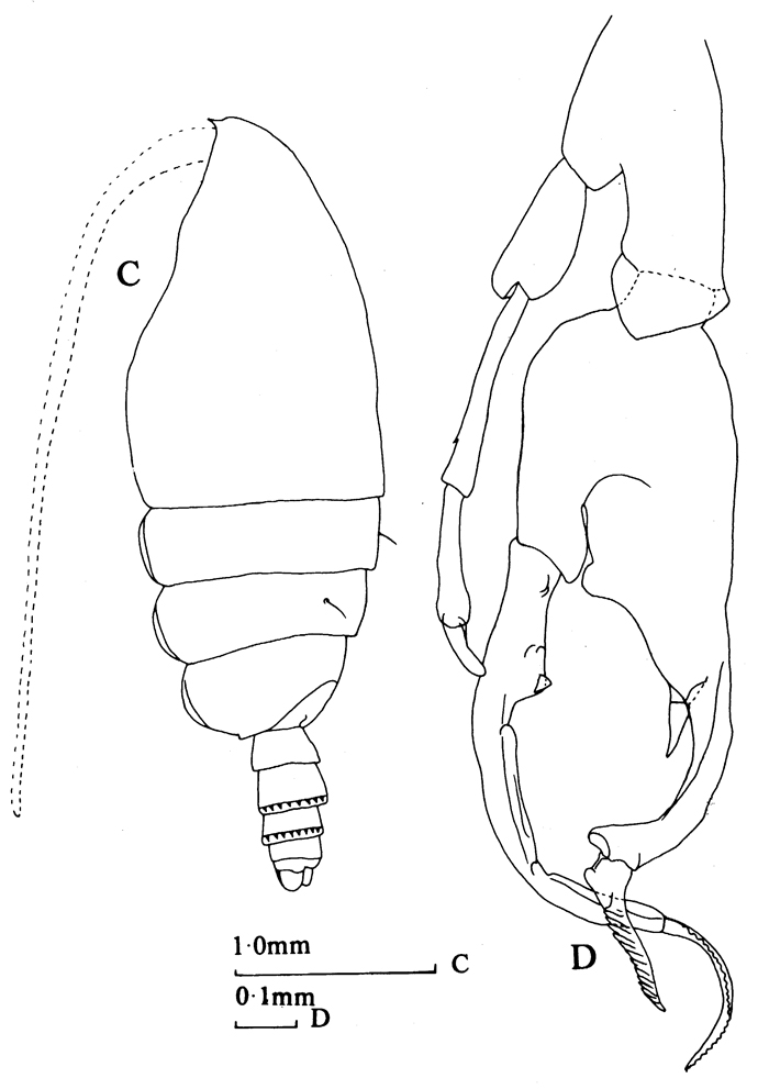Espce Euchirella amoena - Planche 22 de figures morphologiques