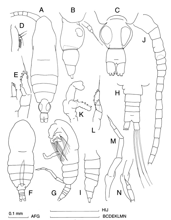 Species Calocalanus minutus - Plate 1 of morphological figures