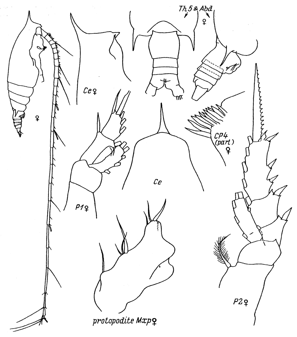 Species Gaetanus secundus - Plate 7 of morphological figures