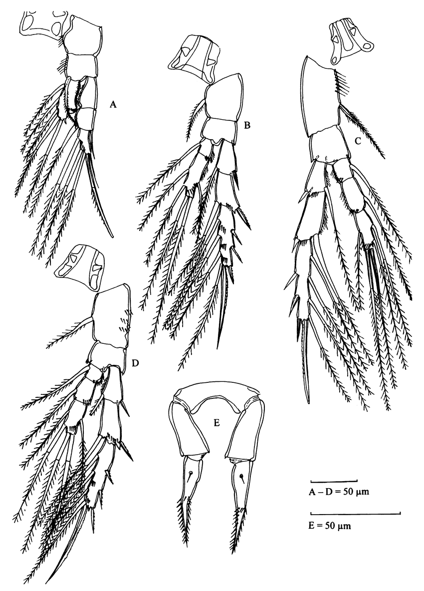 Espce Stephos boettgerschnackae - Planche 4 de figures morphologiques