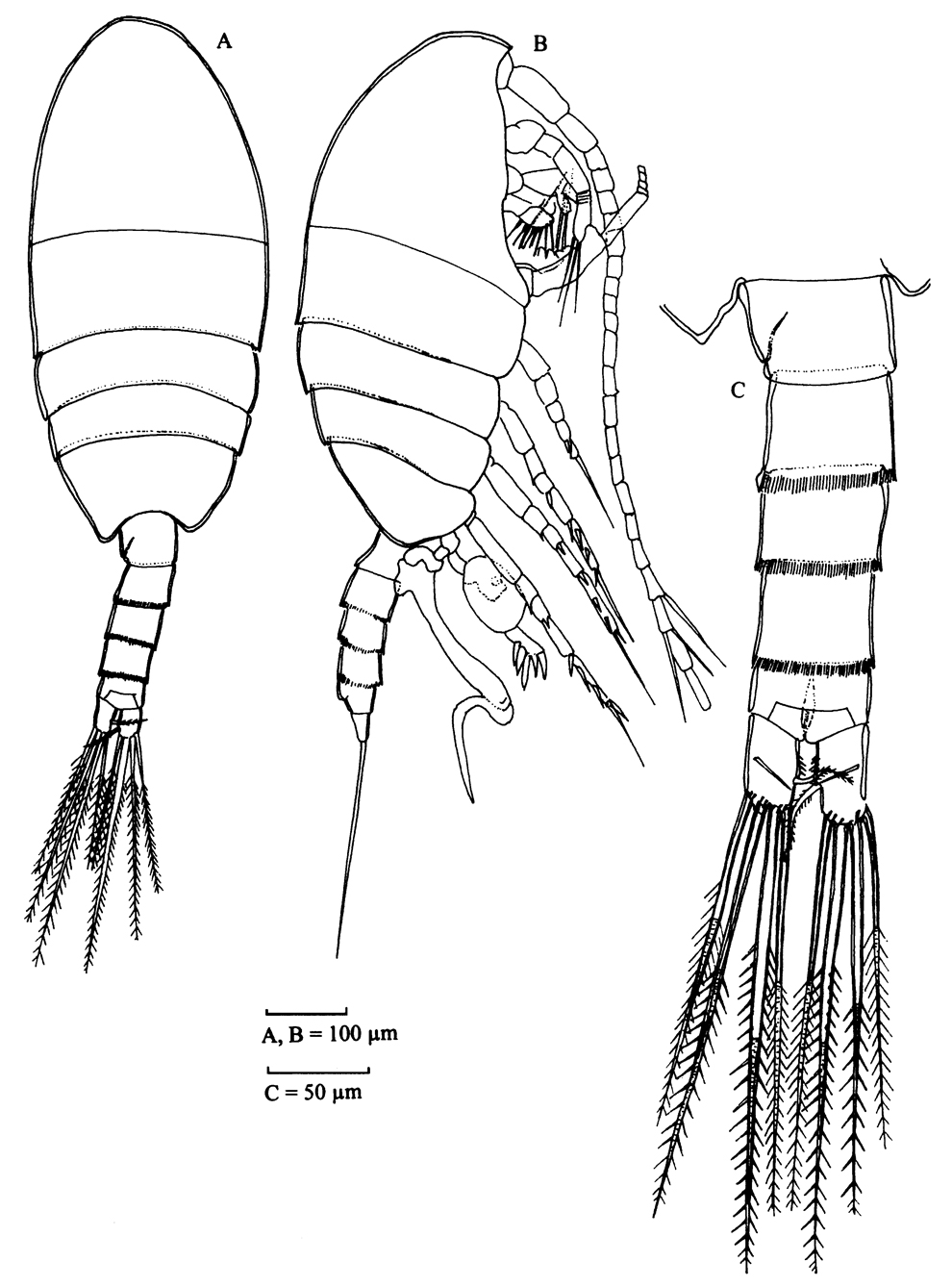 Species Stephos boettgerschnackae - Plate 6 of morphological figures