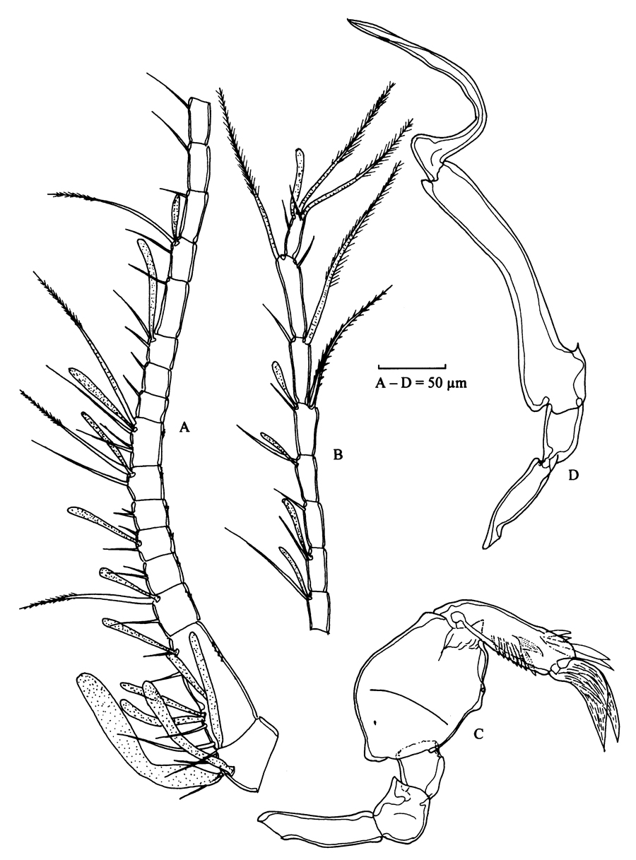 Espce Stephos boettgerschnackae - Planche 7 de figures morphologiques