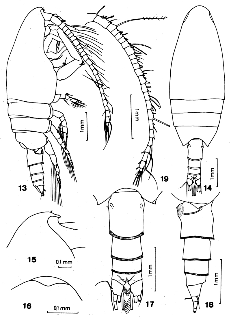 Species Lutamator elegans - Plate 1 of morphological figures
