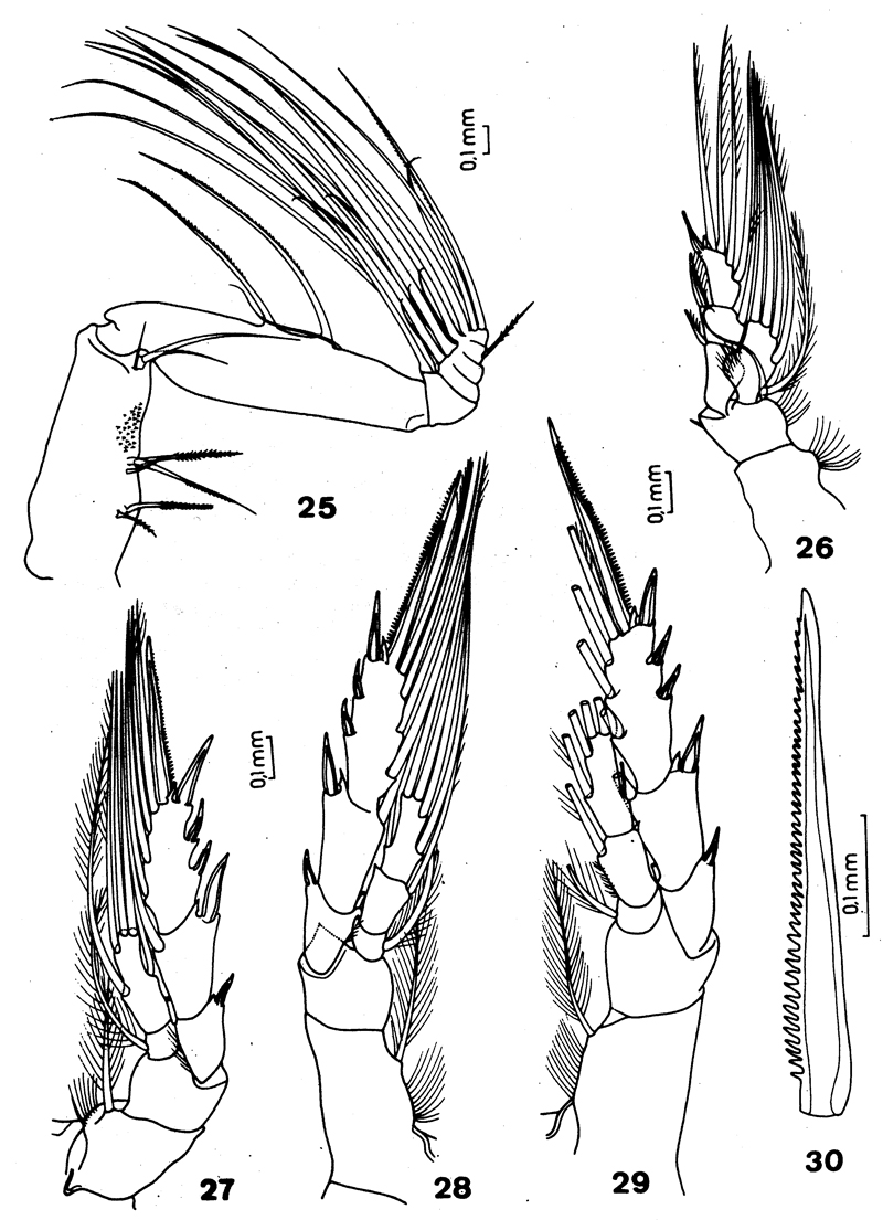 Species Lutamator elegans - Plate 3 of morphological figures