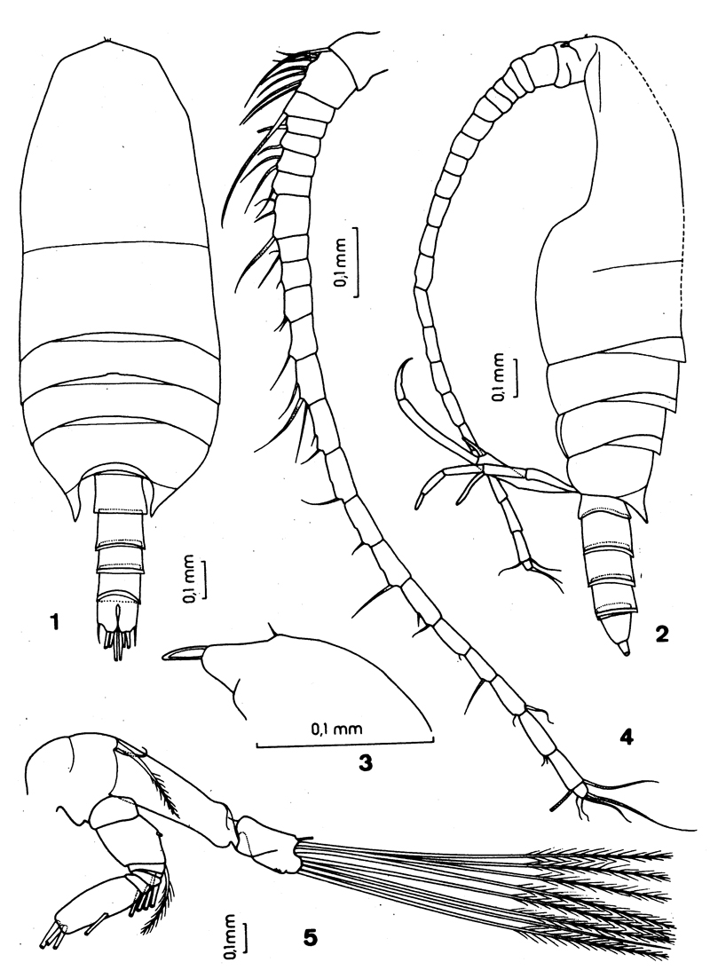 Species Bradyidius plinioi - Plate 6 of morphological figures