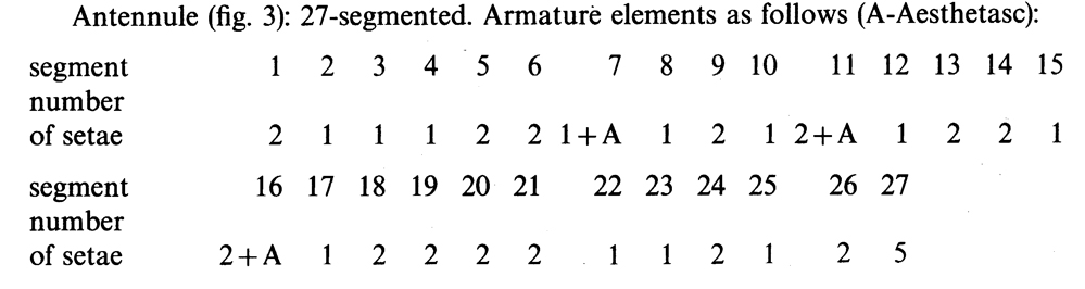 Espce Archimisophria squamosa - Planche 5 de figures morphologiques