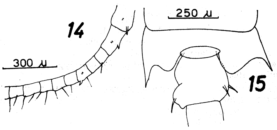 Espèce Centropages brachiatus - Planche 14 de figures morphologiques
