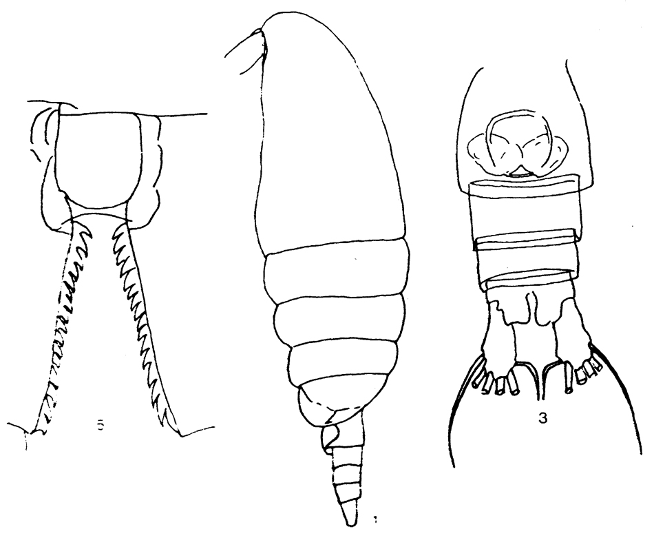 Espèce Nannocalanus minor - Planche 30 de figures morphologiques