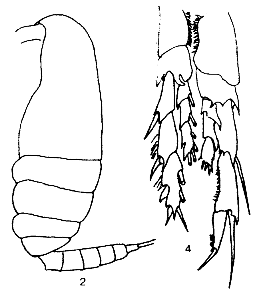Espèce Nannocalanus minor - Planche 31 de figures morphologiques