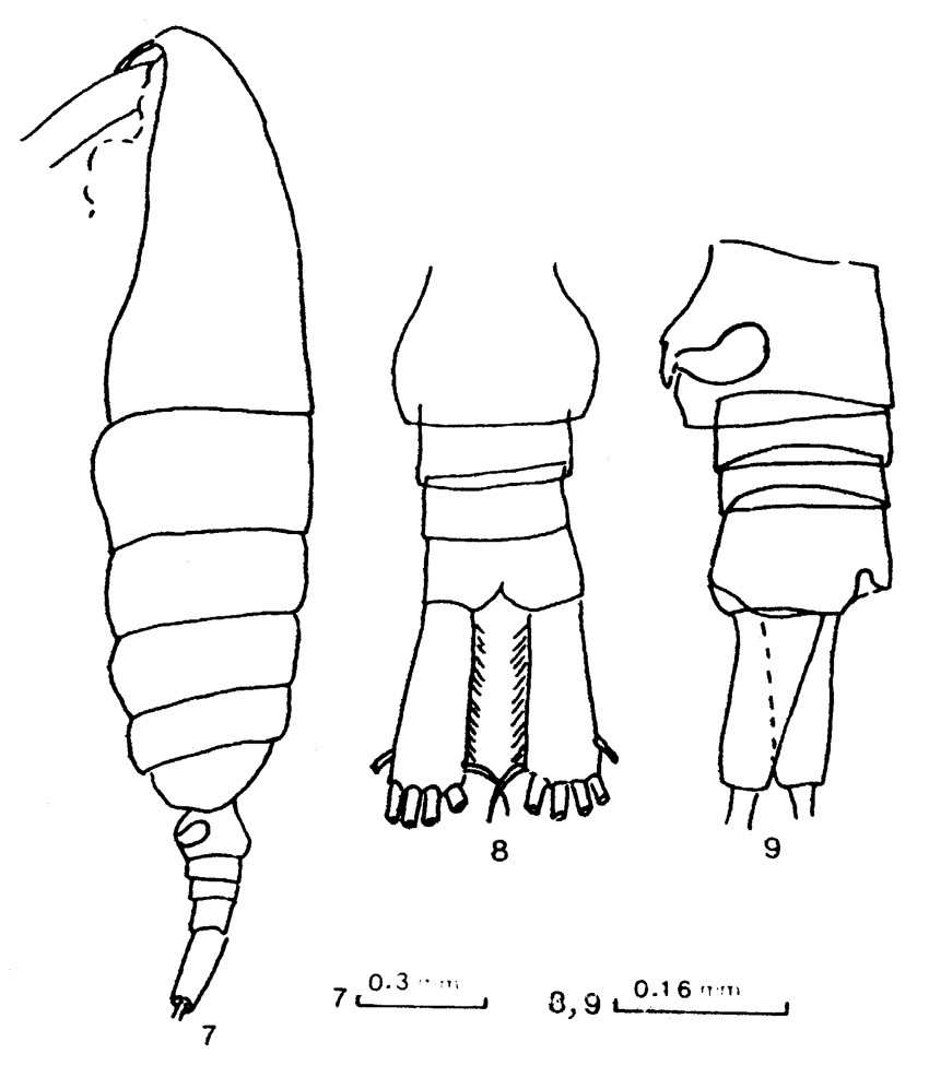 Species Mesocalanus tenuicornis - Plate 17 of morphological figures