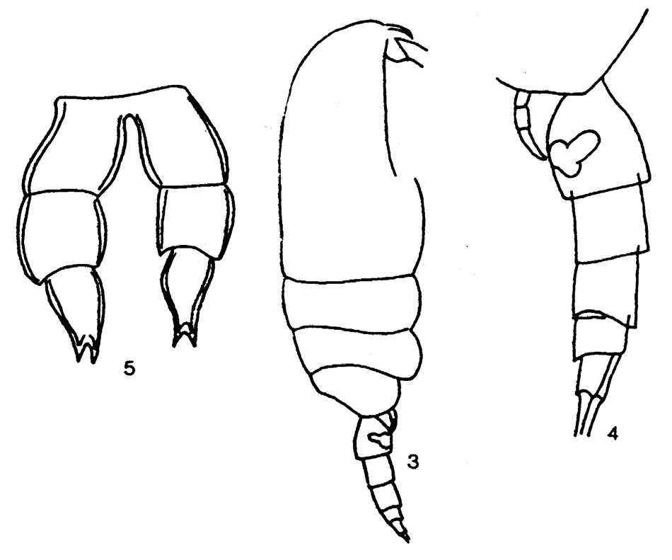 Espèce Clausocalanus lividus - Planche 19 de figures morphologiques