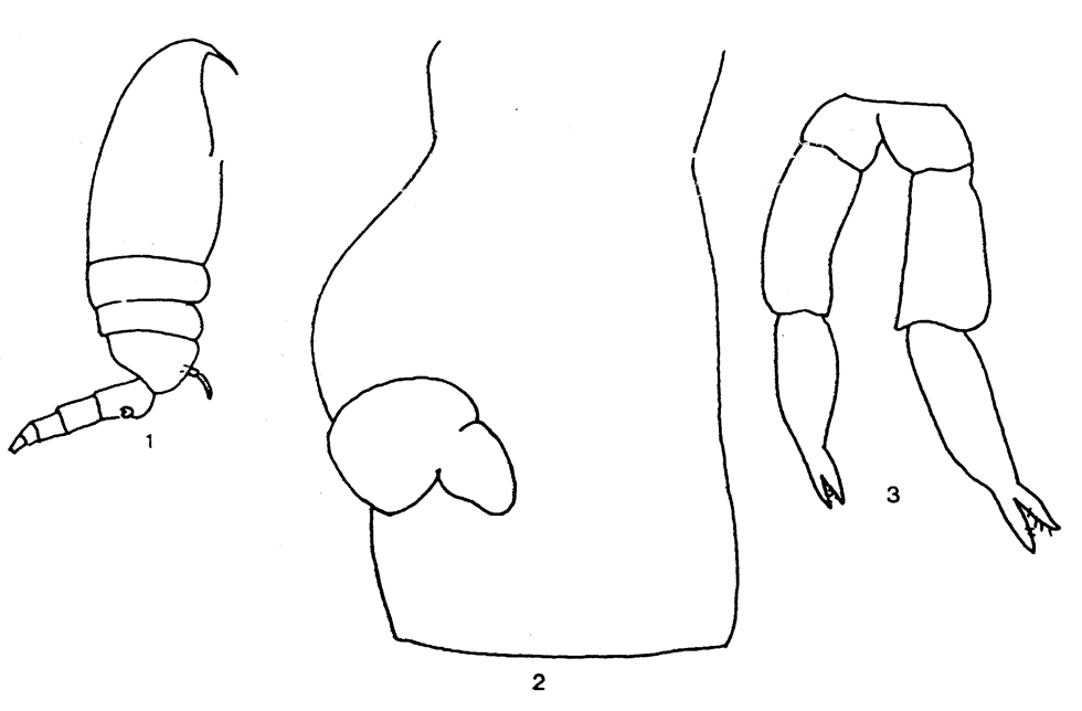 Espèce Clausocalanus jobei - Planche 14 de figures morphologiques