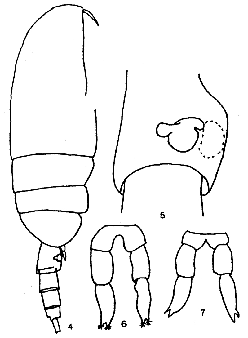 Espce Clausocalanus pergens - Planche 16 de figures morphologiques