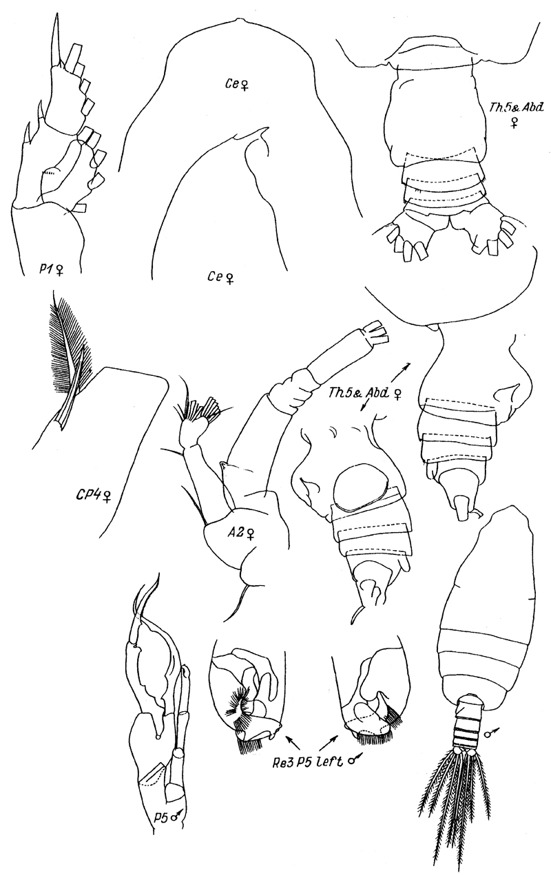 Espce Euchirella truncata - Planche 30 de figures morphologiques
