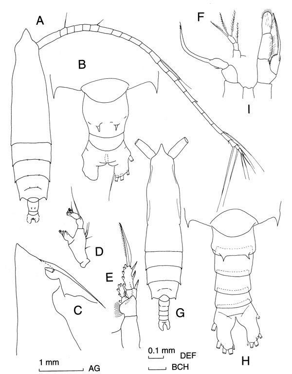 Espèce Rhincalanus nasutus - Planche 1 de figures morphologiques