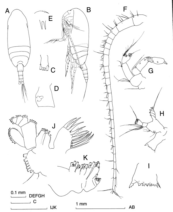 Species Clausocalanus brevipes - Plate 3 of morphological figures