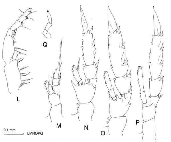 Species Clausocalanus brevipes - Plate 4 of morphological figures