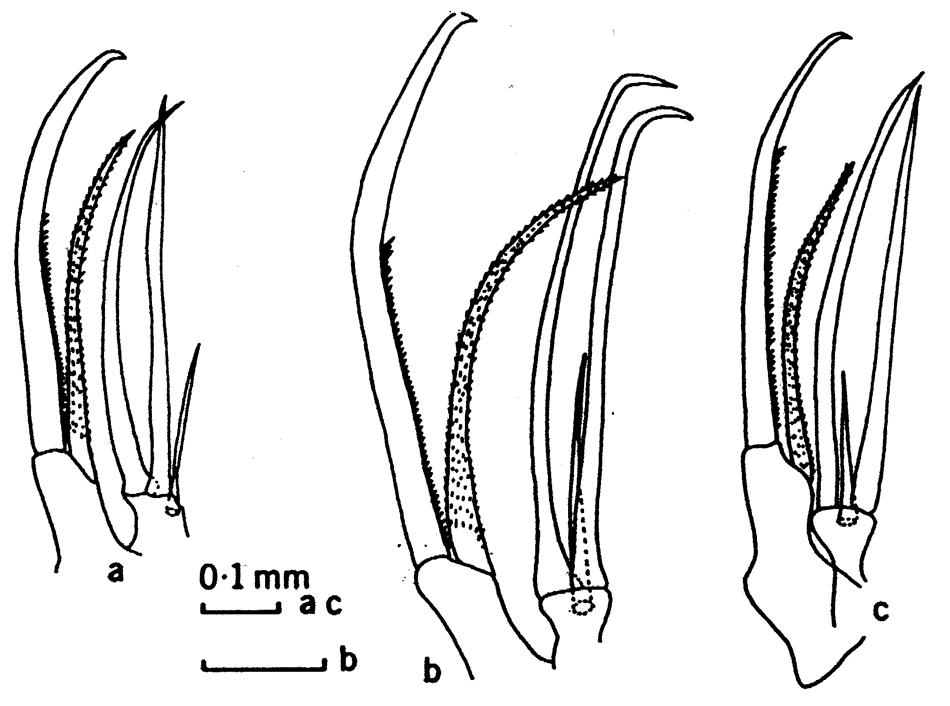 Species Heterorhabdus spinosus - Plate 6 of morphological figures