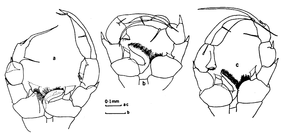 Species Heterorhabdus spinosus - Plate 7 of morphological figures