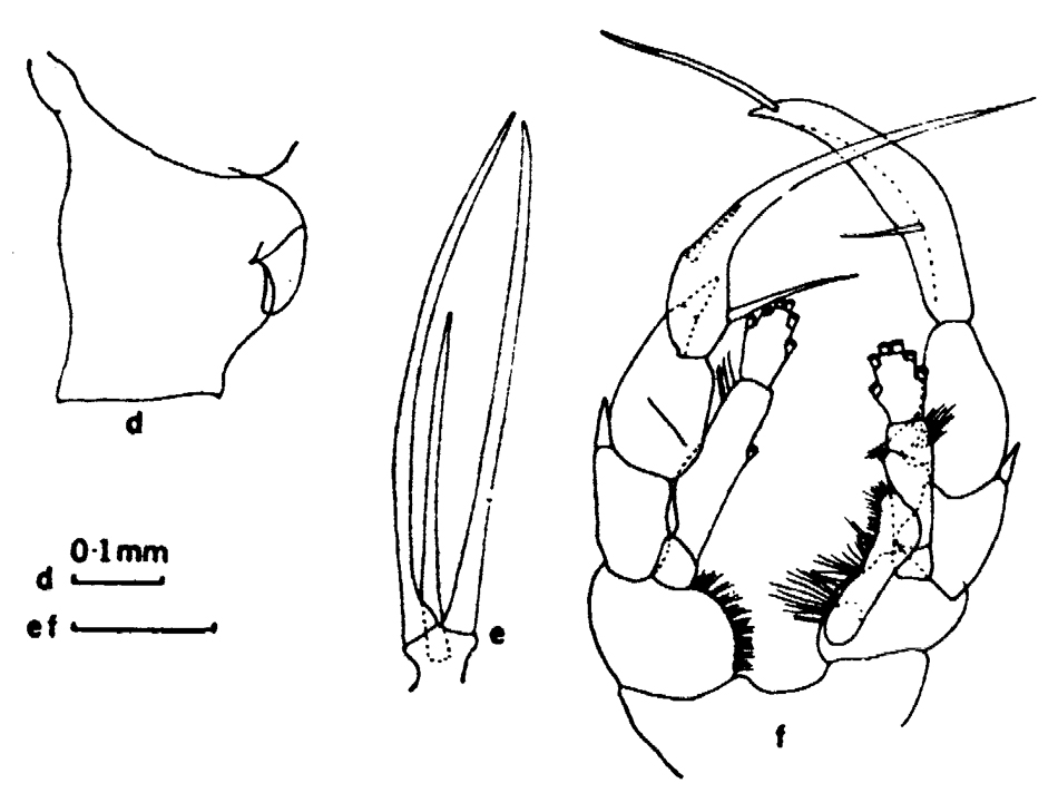 Espèce Heterorhabdus habrosomus - Planche 3 de figures morphologiques