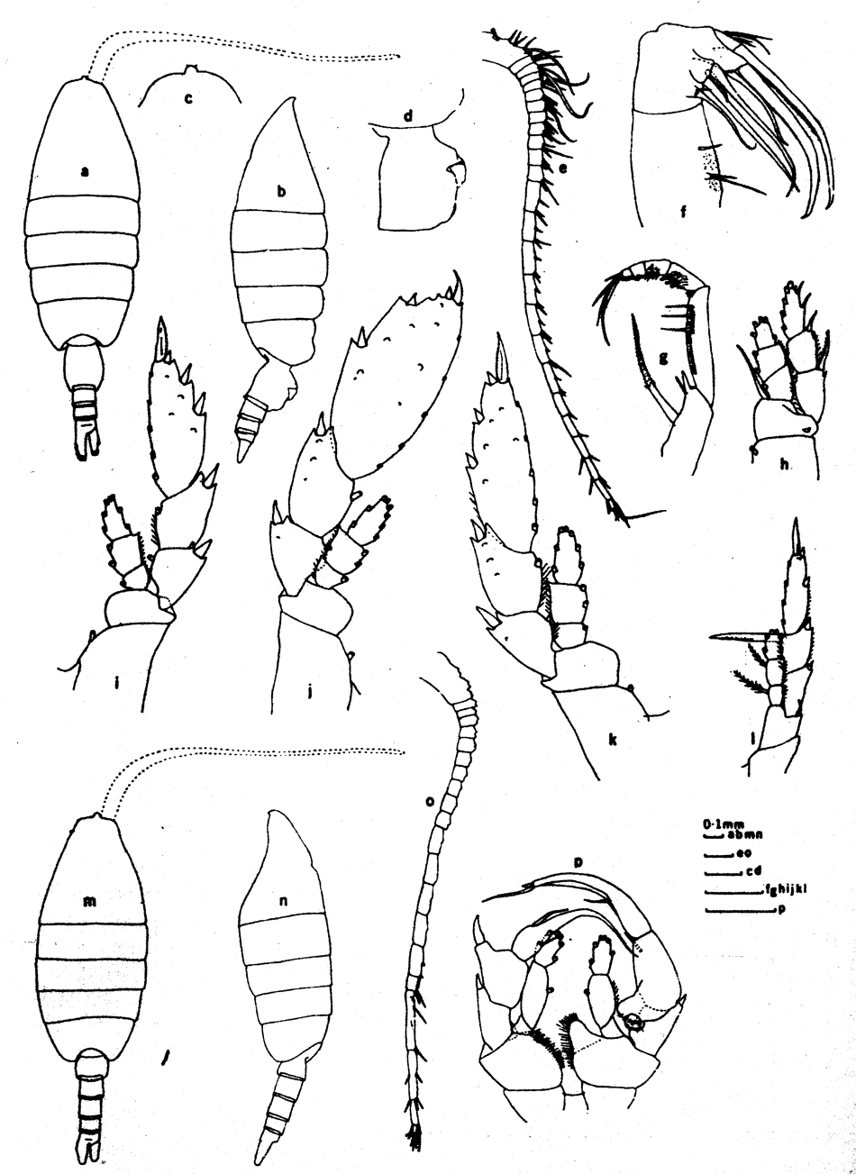 Species Heterorhabdus caribbeanensis - Plate 4 of morphological figures