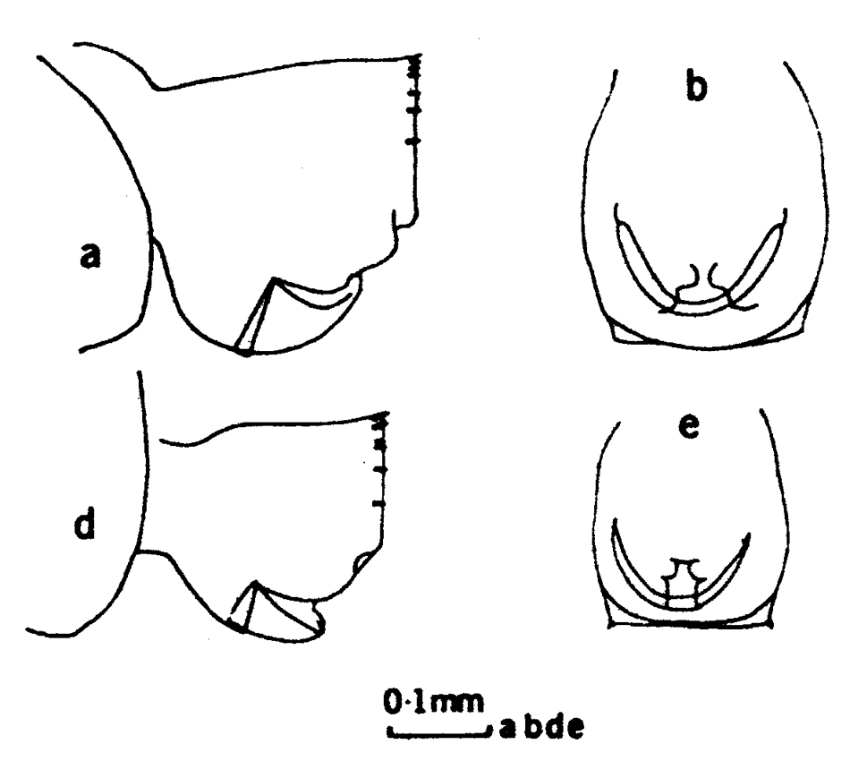 Species Heterorhabdus lobatus - Plate 6 of morphological figures