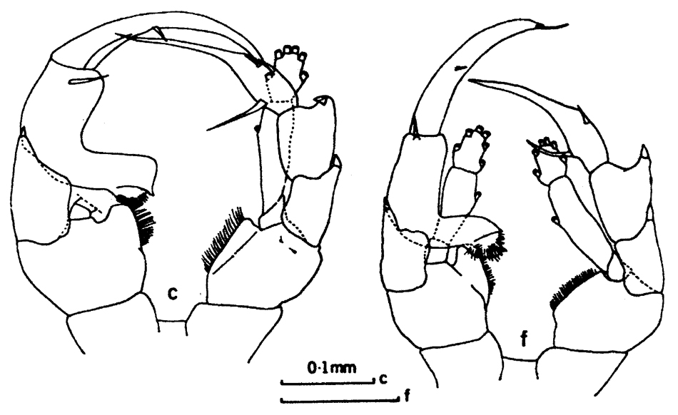 Species Heterorhabdus lobatus - Plate 7 of morphological figures
