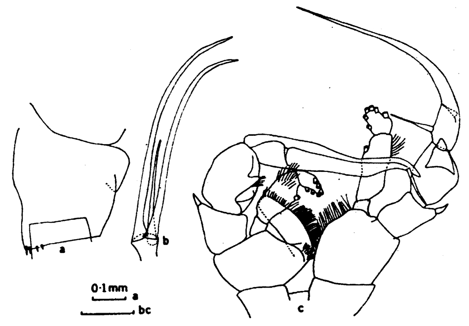 Espce Heterorhabdus abyssalis - Planche 10 de figures morphologiques